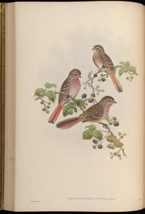 Urocynchramus pylzowi alkotó: John Gould